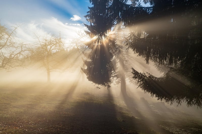 Fantasy Castle in the Foggy Forest
